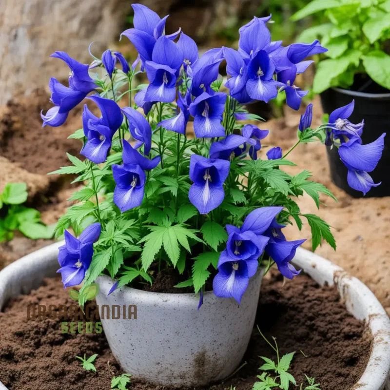 Blue Monkshood Flower Seeds - Striking Blooms for Mysterious Garden Charms
