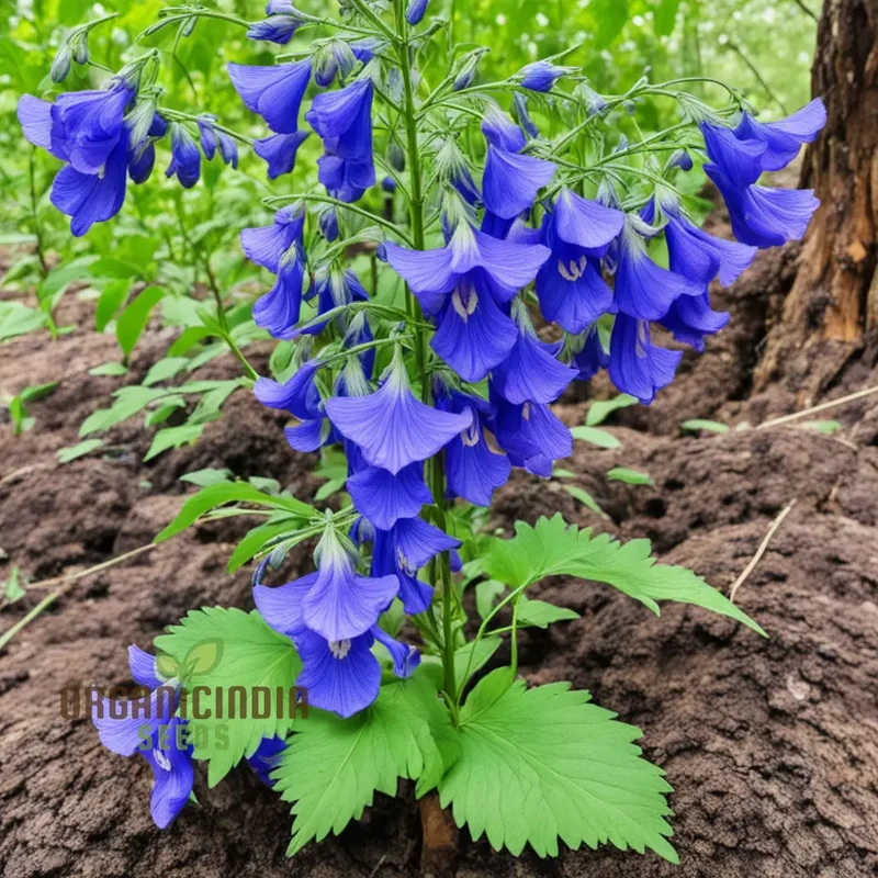 Blue Monkshood Flower Seeds - Striking Blooms for Mysterious Garden Charms