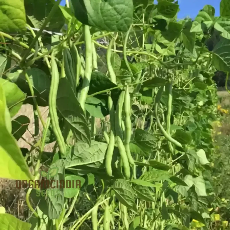 Green Contender Vegetable Bean Seeds , Heirloom Quality for Vibrant Gardens Seeds For Planting