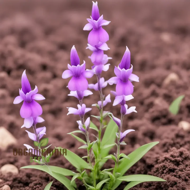 Purple Beardtongue Flower Seeds - Striking Blooms for Pollinator-Friendly Gardens