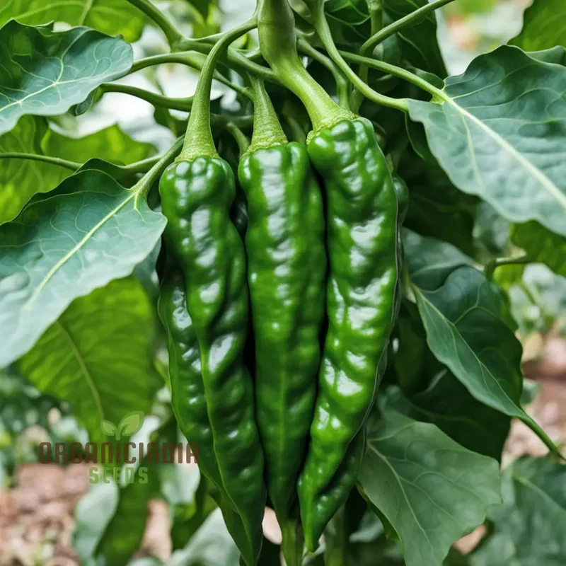 Thai Dragon Heirloom Chili Pepper Seeds, High-quality Pepper Seeds For Planting