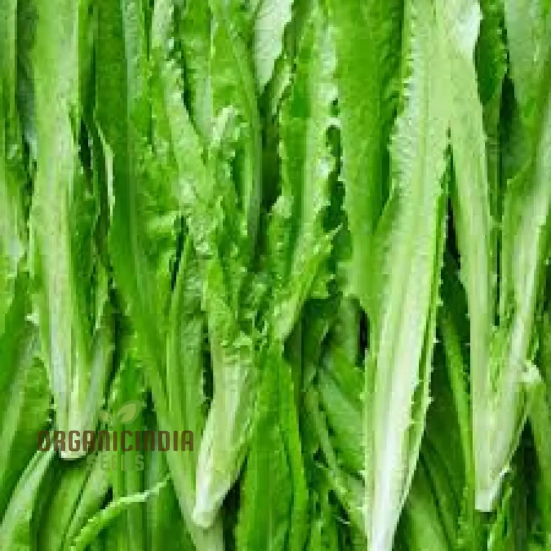 Green Yau Mak Choiplant Seeds for Planting