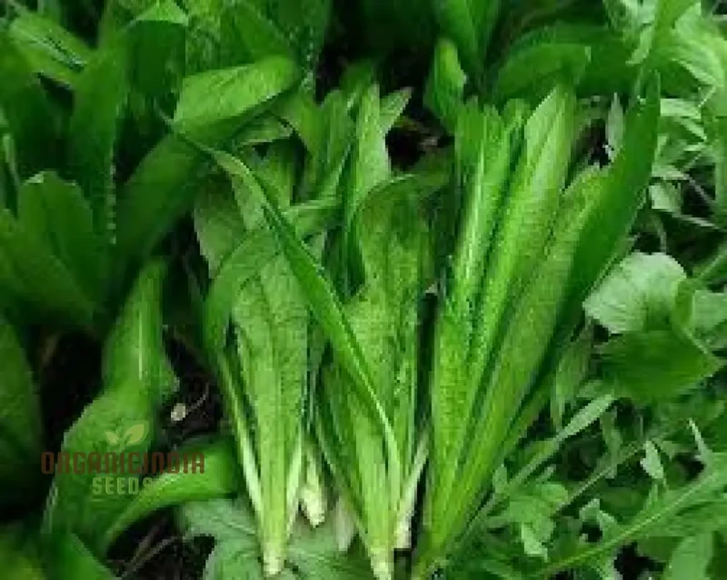 Green Yau Mak Choiplant Seeds for Planting