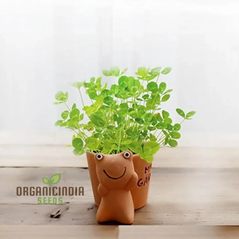New Fresh 30pcs Green Clover Plant Seeds, Fresh 30pcs Green Clover Plant Seeds, 30pcs Green Clover Plant Seeds, Green Clover Plant Seeds