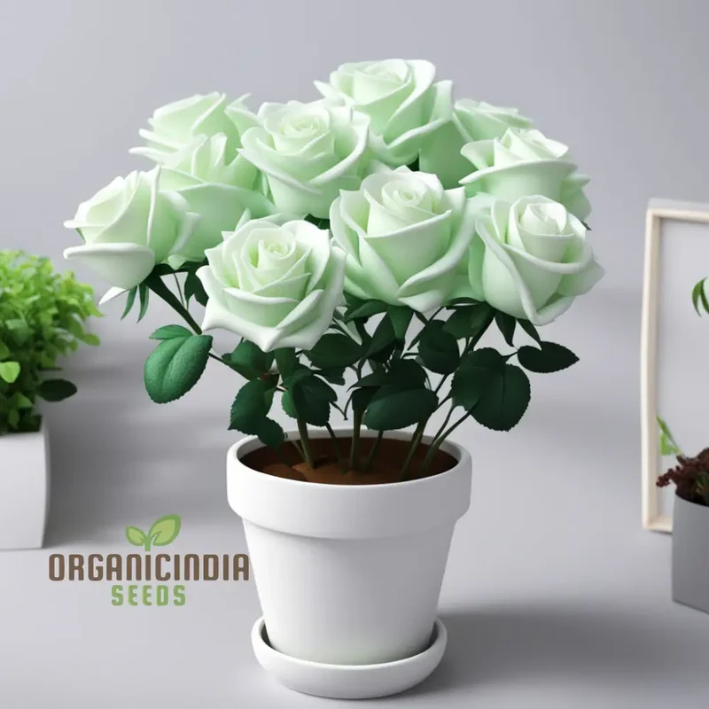 White Green Rose Flower Seeds - Elegant Blooms with Unique Coloration for Your Garden