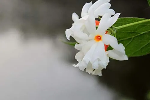 Coral Jasmine Flower Seeds – Fragrant Tropical Blooms for Garden Planting