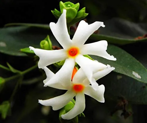 Coral Jasmine Flower Seeds – Fragrant Tropical Blooms for Garden Planting