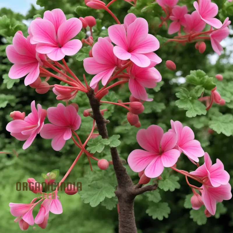 Geranium Flower Garden Seeds Elevate Your Annual Flower Gardening Experience with Pelargonium Hortorum Pink Seeds
