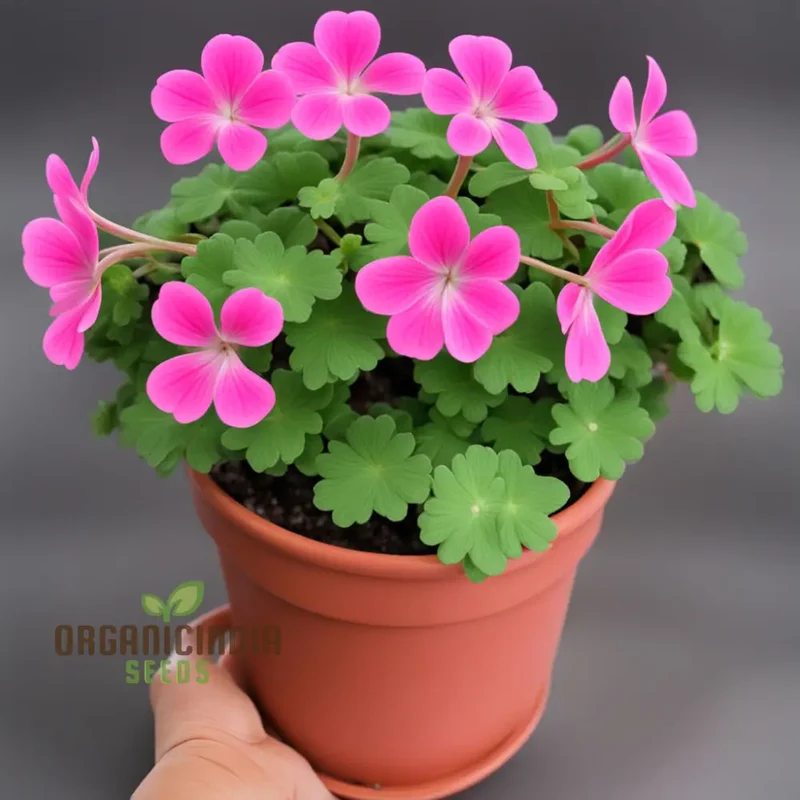 Geranium Flower Garden Seeds Elevate Your Annual Flower Gardening Experience with Pelargonium Hortorum Pink Seeds