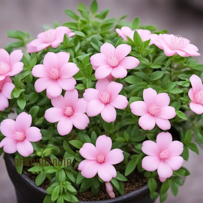 Baby Pink Yulan Flower Seeds for Planting