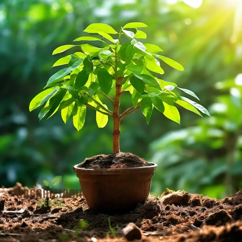 Green Bengalensis Tree Seeds – Premium Quality Seeds for Lush Shade Tree Growth