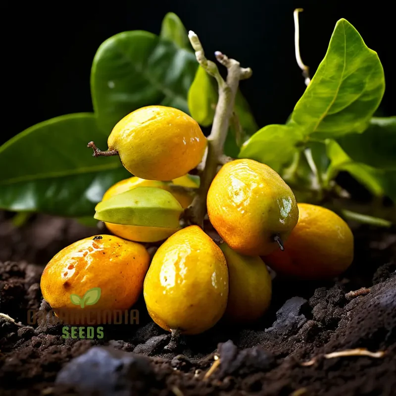 Abiu Fruit Seeds for Planting, Cultivate Your Tropical Garden with Exotic Fruit Seeds