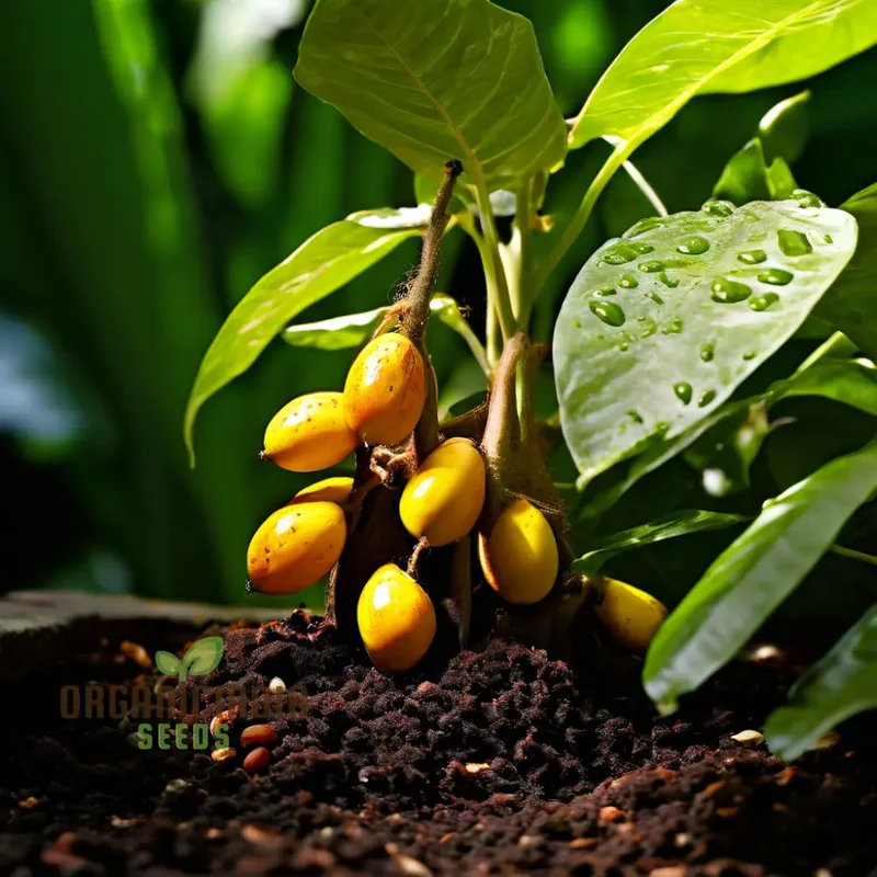 Abiu Fruit Seeds for Planting, Cultivate Your Tropical Garden with Exotic Fruit Seeds