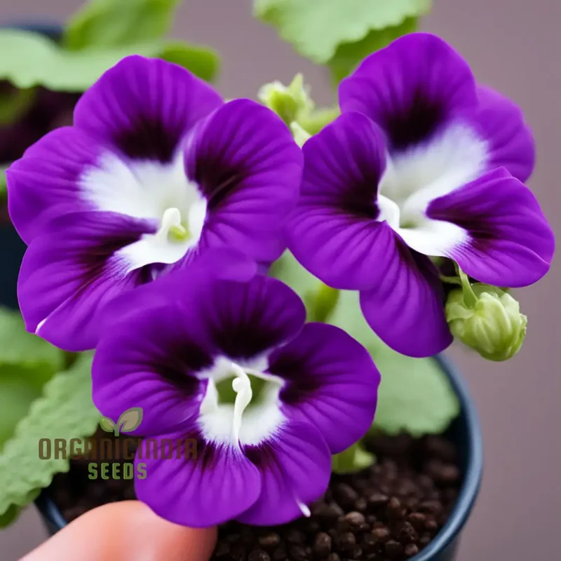 Violet Gloxinia Flower Seeds for Planting Elevate Your Gardening Experience with Exquisite, Bell-shaped Blooms
