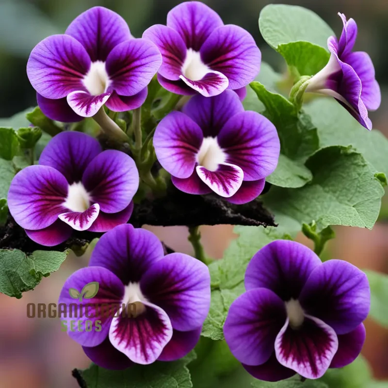 Violet Gloxinia Flower Seeds for Planting Elevate Your Gardening Experience with Exquisite, Bell-shaped Blooms