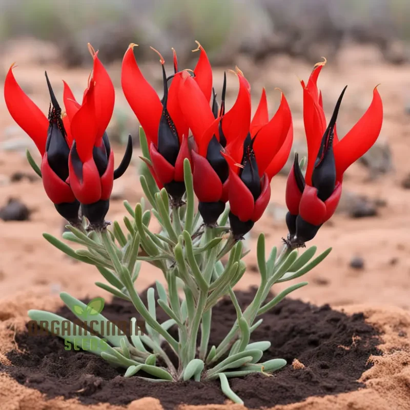 Sturt's Desert Pea Flower Seeds – Grow Exotic Australian Blooms in Your Garden