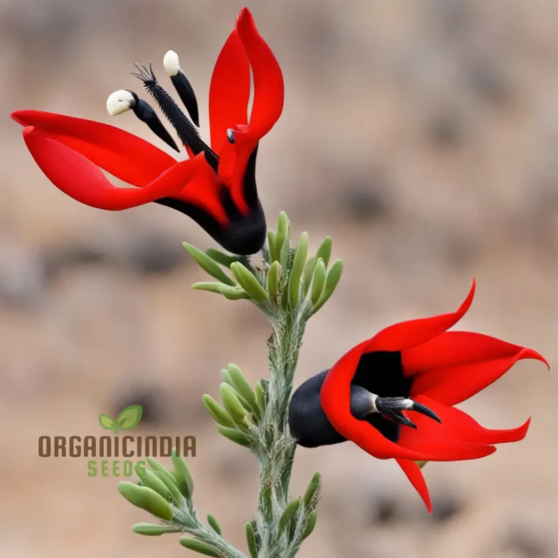 Sturt's Desert Pea Flower Seeds – Grow Exotic Australian Blooms in Your Garden
