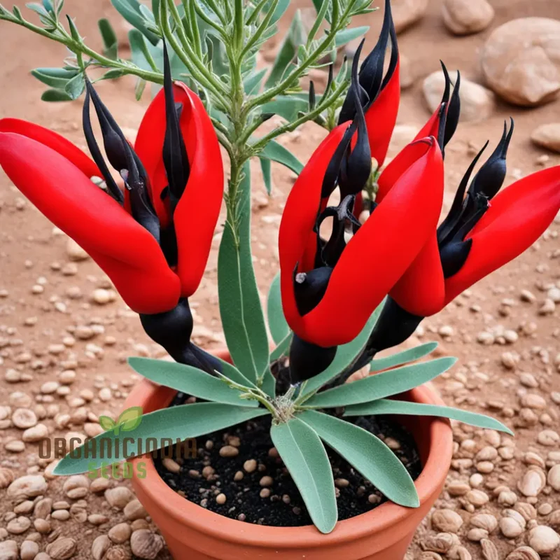 Sturt's Desert Pea Flower Seeds – Grow Exotic Australian Blooms in Your Garden
