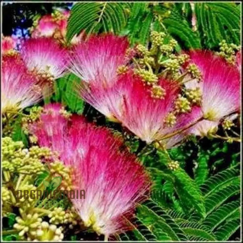 New Fresh 20pcs Pink Mimosa Tree Seeds, Fresh 20pcs Pink Mimosa Tree Seeds, 20pcs Pink Mimosa Tree Seeds, Pink Mimosa Tree Seeds