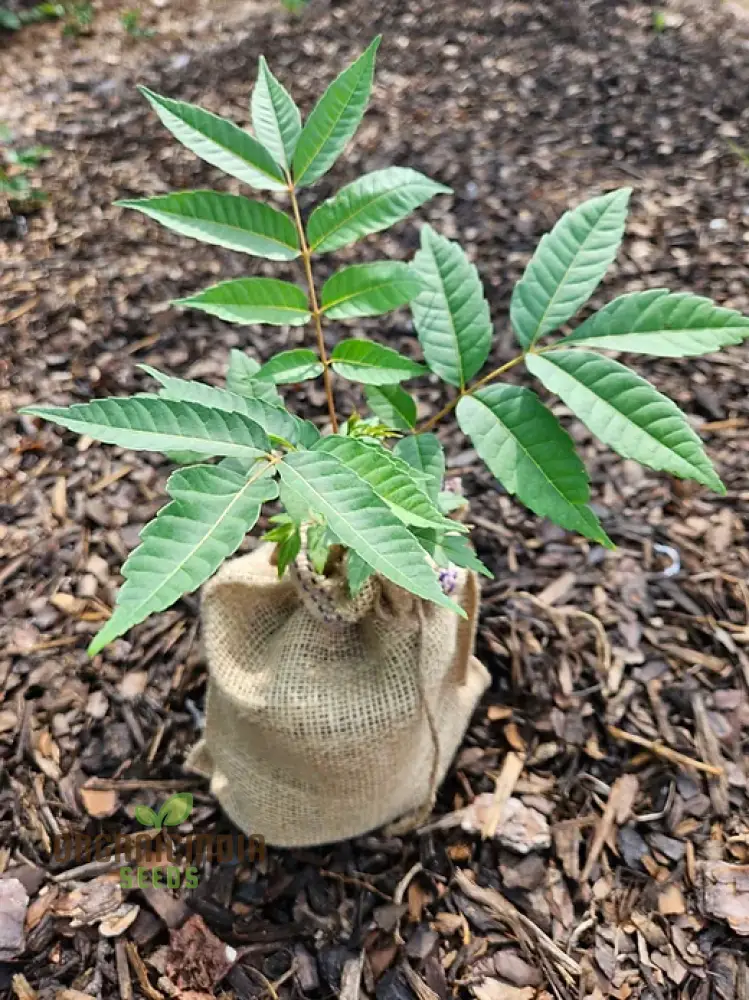 Fresh Green Toona Tree Seeds – Premium Quality Seeds to Grow Hardy, Lush Shade Trees for Home & Garden