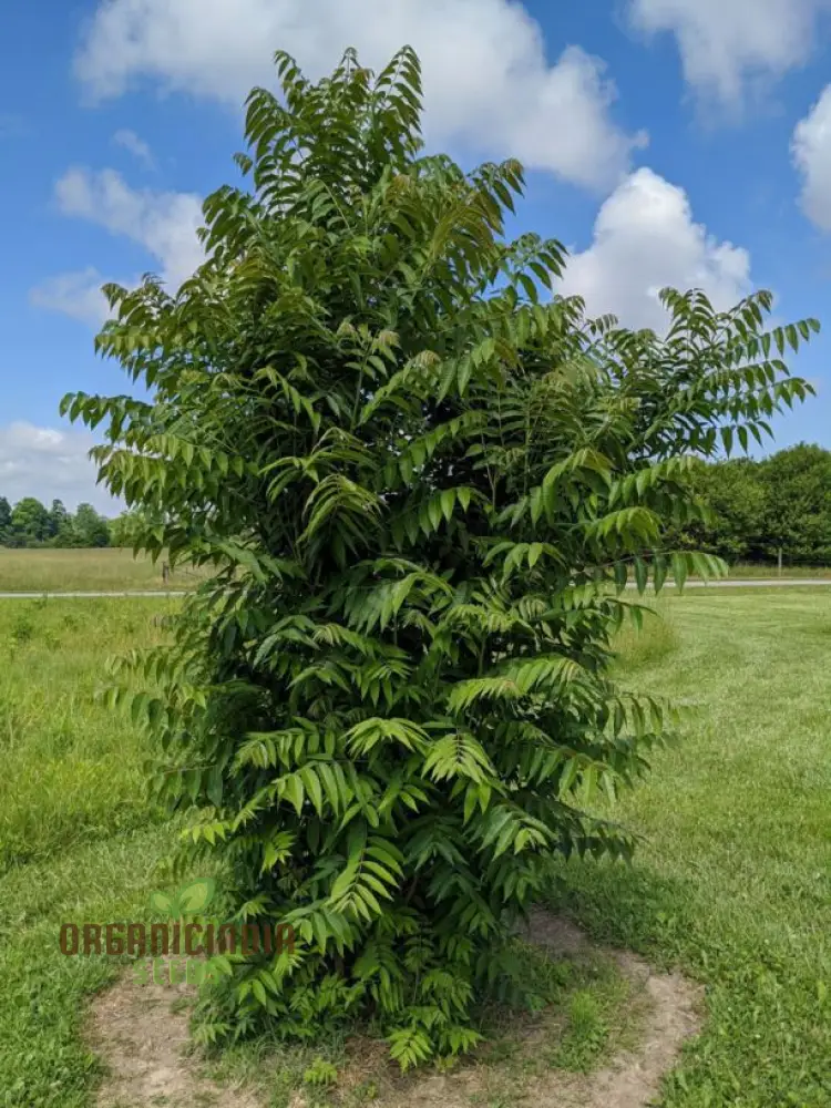 Fresh Green Toona Tree Seeds – Premium Quality Seeds to Grow Hardy, Lush Shade Trees for Home & Garden