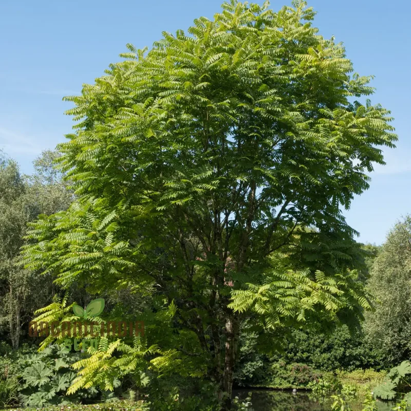 Fresh Green Toona Tree Seeds – Premium Quality Seeds to Grow Hardy, Lush Shade Trees for Home & Garden