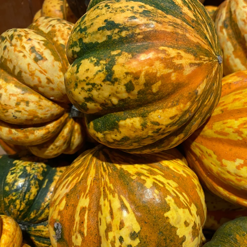 Courge d'hiver 'Celebration'
