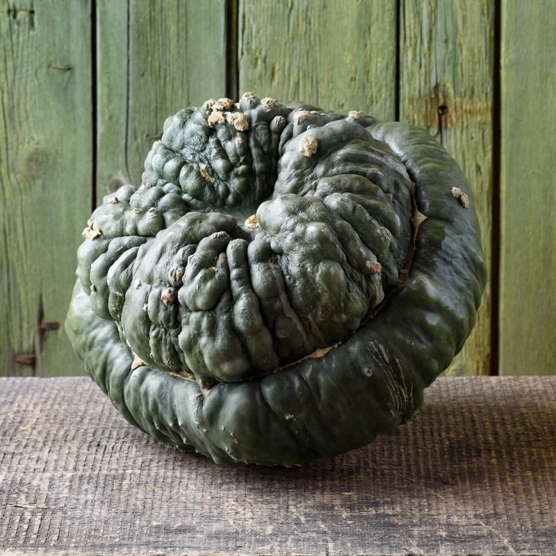 Courge d'hiver 'Marina de Chioggia'