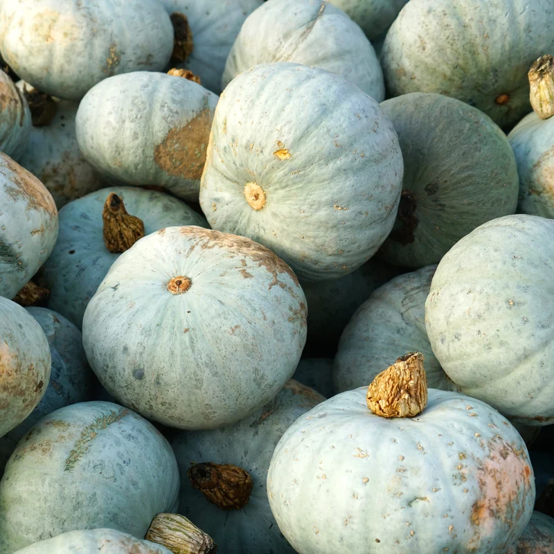 Courge d'hiver 'Sweet Meat'