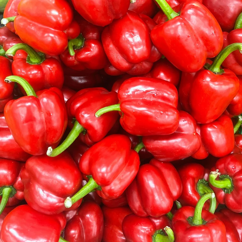 Poivron doux ‘Californien’ bio ( Capsicum annuum )