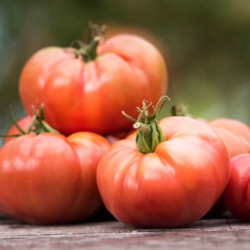 Tomate ‘Fireworks’ bio ( Solanum lycopersicum )
