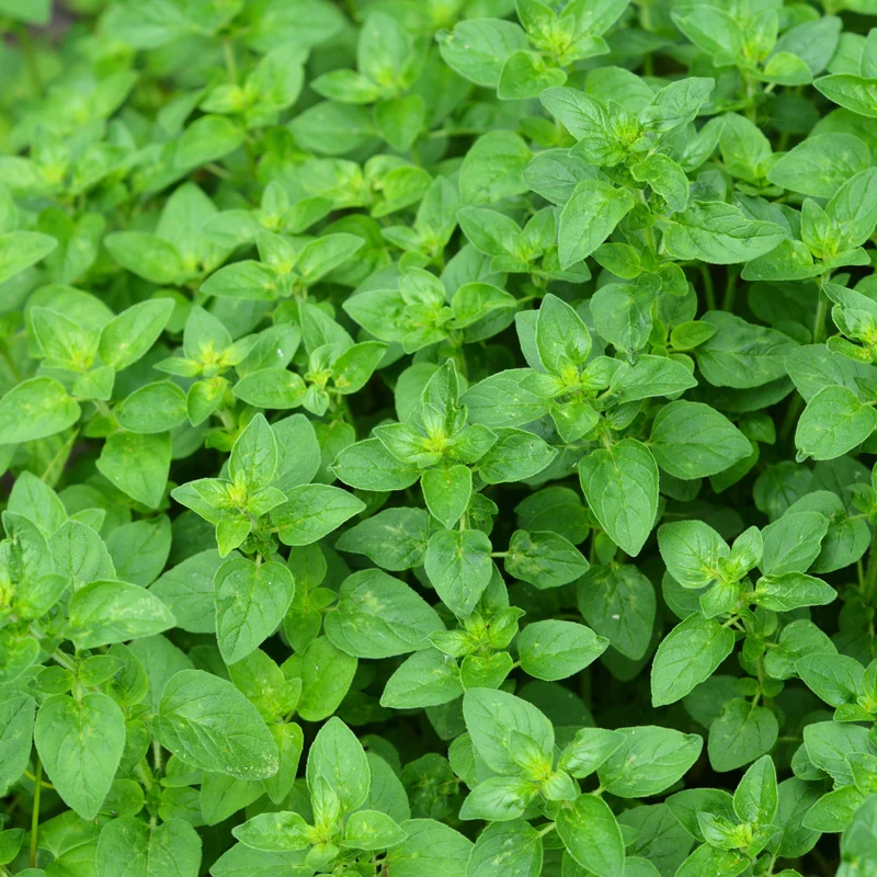 Origan ( Origanum vulgare subsp. hirtum )