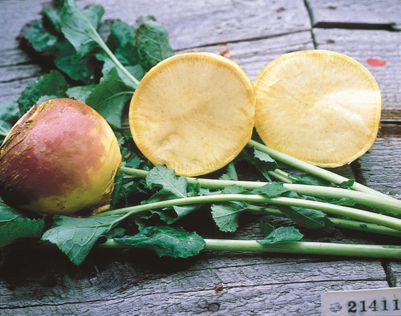 Rutabaga ( Brassica napus var. napobrassica ‘Laurentien Thomson’)