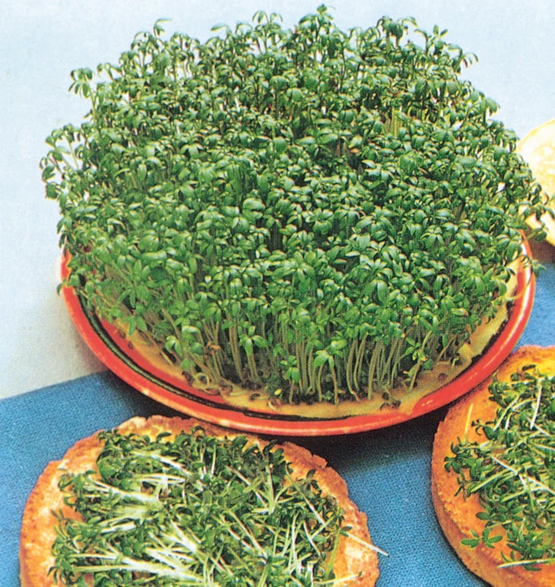 Cresson alenois frisé ( Lepidium sativum )