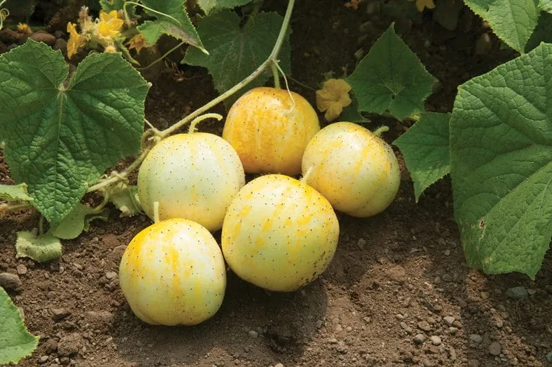 Concombre ( Cucumis sativus ‘Lemon’)
