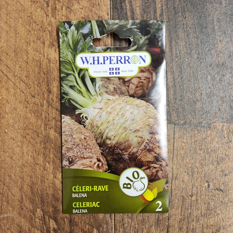 Céleri-rave bio ( Apium graveolens var. rapaceum ‘Balena’)