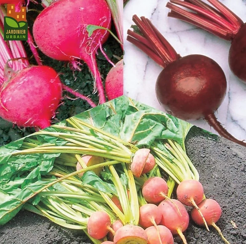 Betterave mélange bio ( Beta vulgaris )