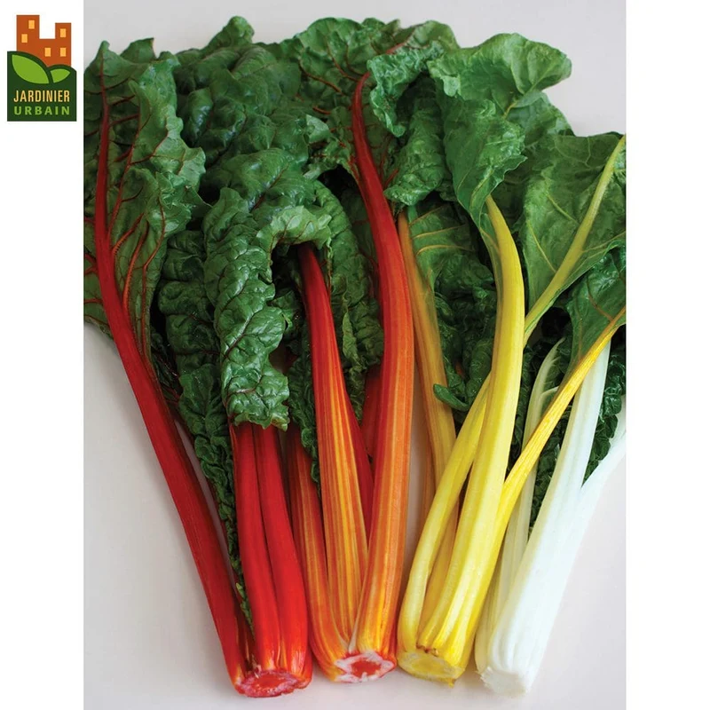 Bette à carde ( Beta vulgaris ‘Célébration’)