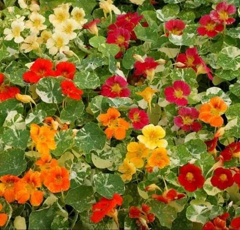 Mélange de capucine ( Tropaeolum majus ‘Alaska’)