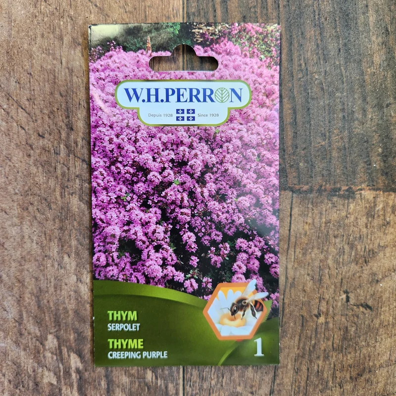 Thym serpolet ( Thymus serpyllum ‘Pourpre’)