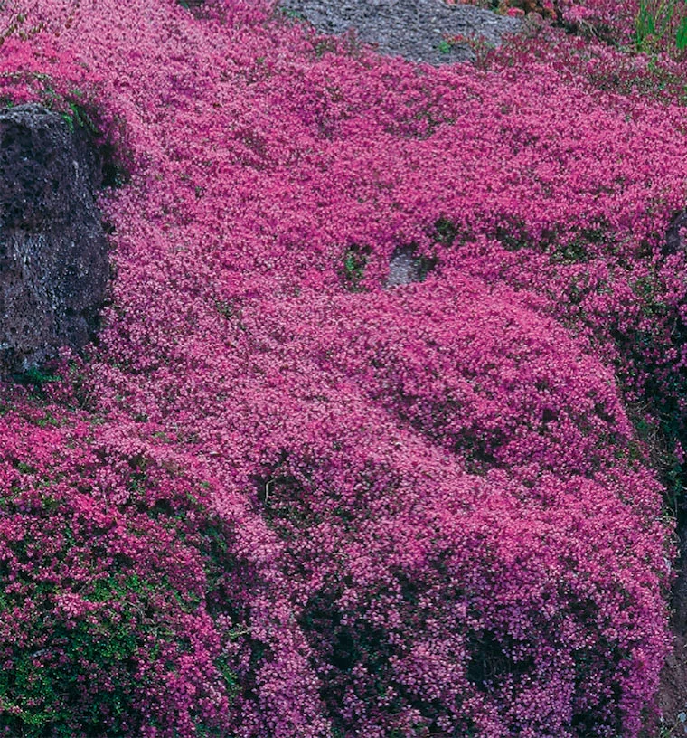 Thym serpolet ( Thymus serpyllum ‘Pourpre’)
