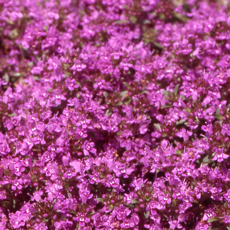 Thym serpolet ( Thymus serpyllum ‘Pourpre’)