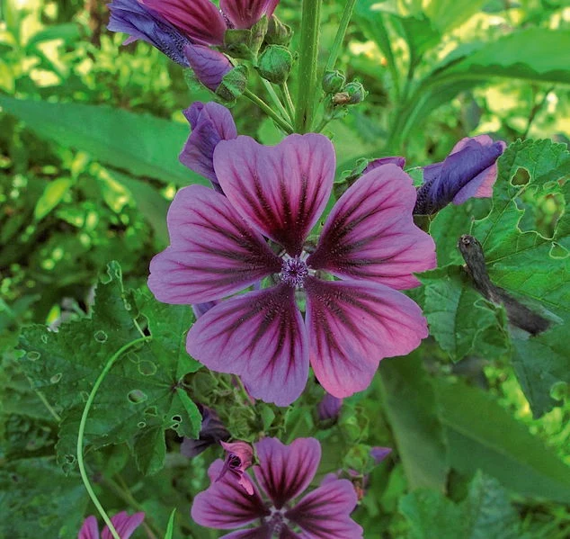 Malva ( Malva sylvestris ‘Braveheart’)