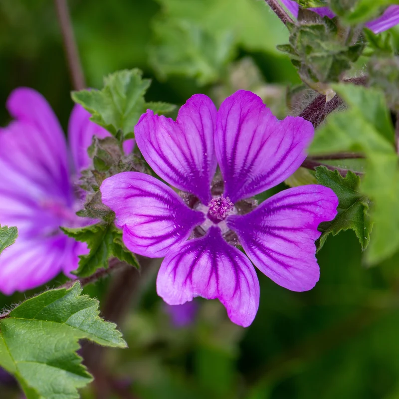 Malva ( Malva sylvestris ‘Braveheart’)