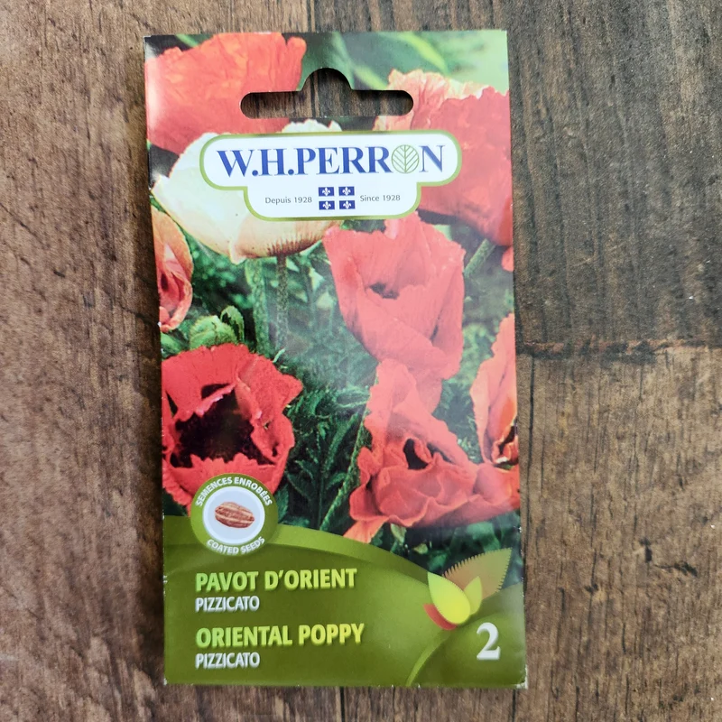 Pavot d'orient ( Papaver orientale ‘Pizzicato’)