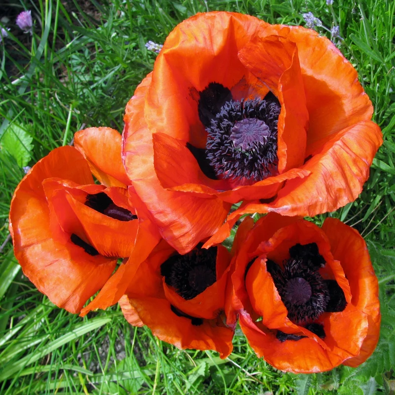 Pavot d'orient ( Papaver orientale ‘Pizzicato’)