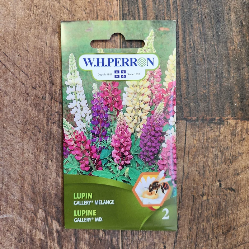 Lupin mélange ( Lupinus polyphyllus ‘Gallery’)