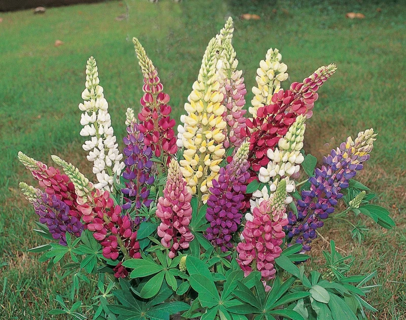 Lupin mélange ( Lupinus polyphyllus ‘Gallery’)