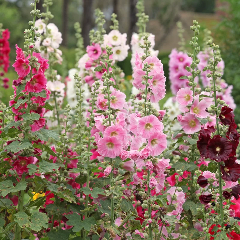 Mélange de rose trémière ( Alcea rosea ‘Indian Spring’)