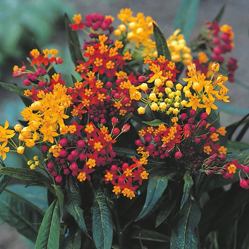 Asclépiade ( Asclepias curassavica ‘Red Butterfly’)